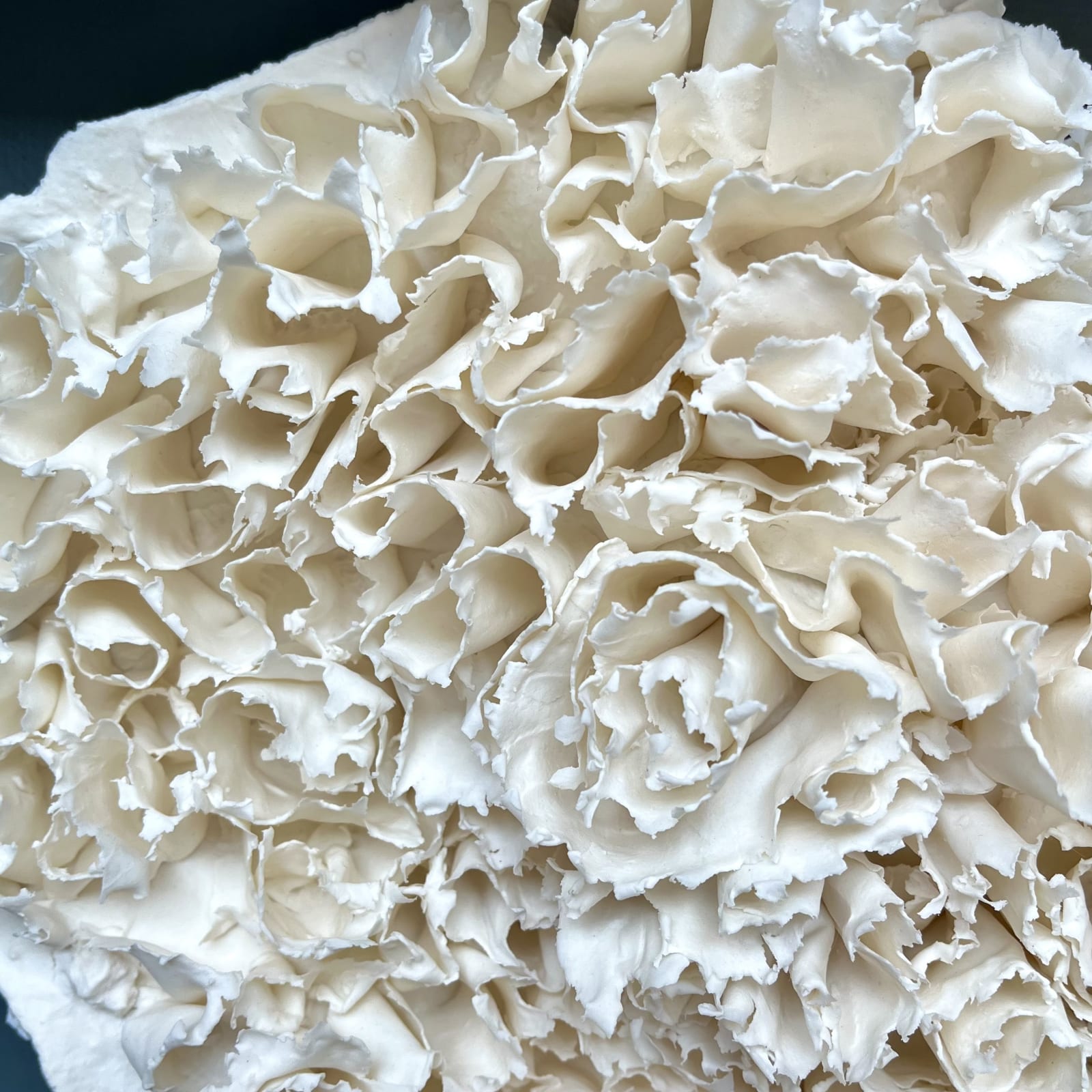 Anna Simson, Bloom I, 2024