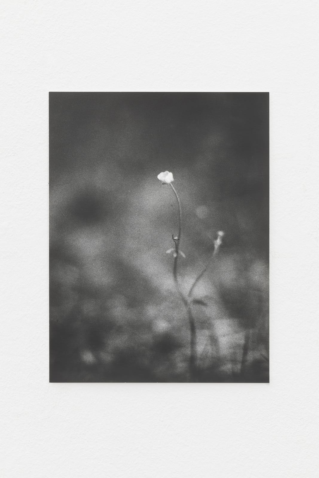 Jochen Lempert, Sleeping flower II (in the Midnight Sun), 2019