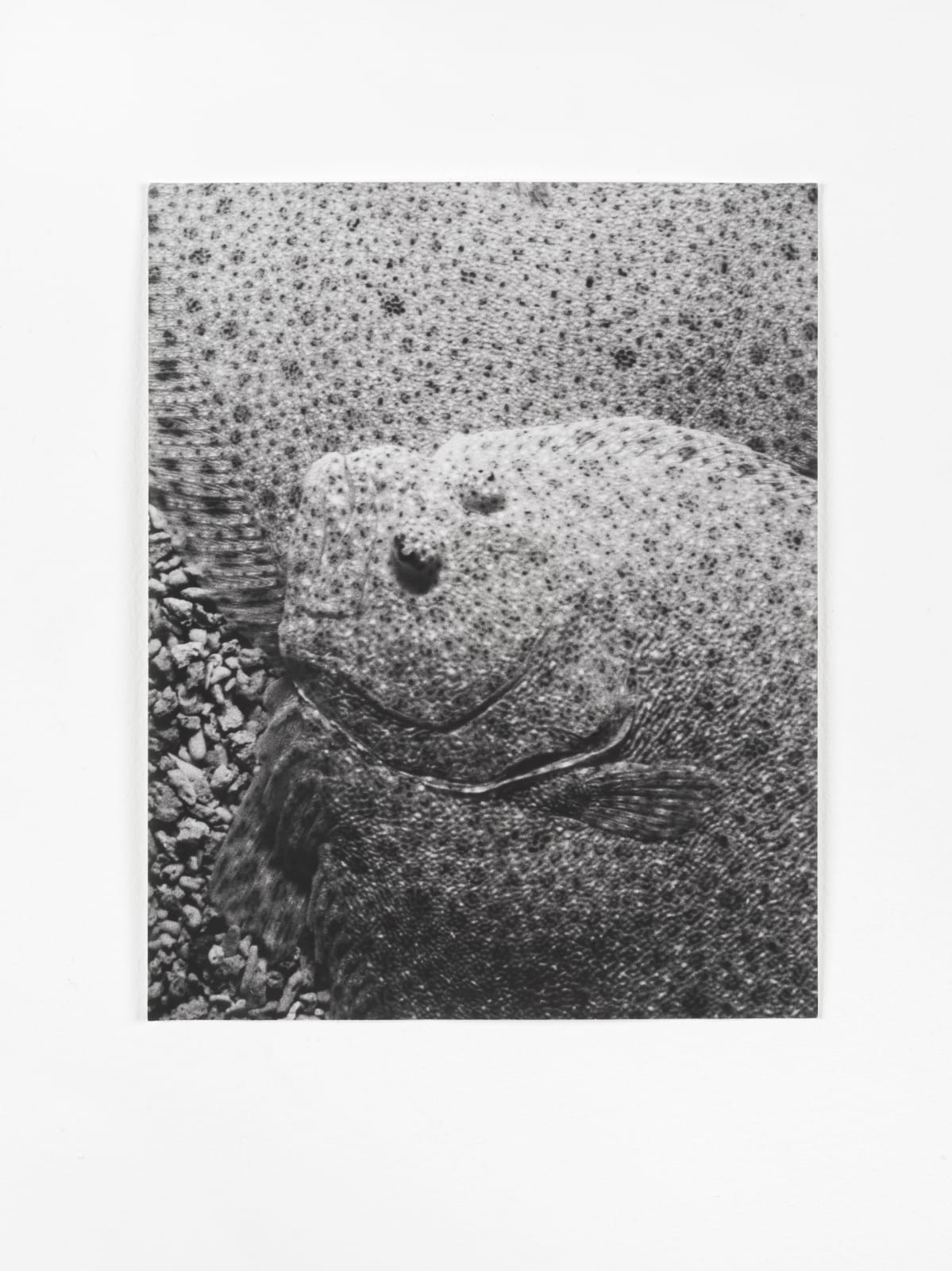 Jochen Lempert, Untitled (Automimikry), 2018
