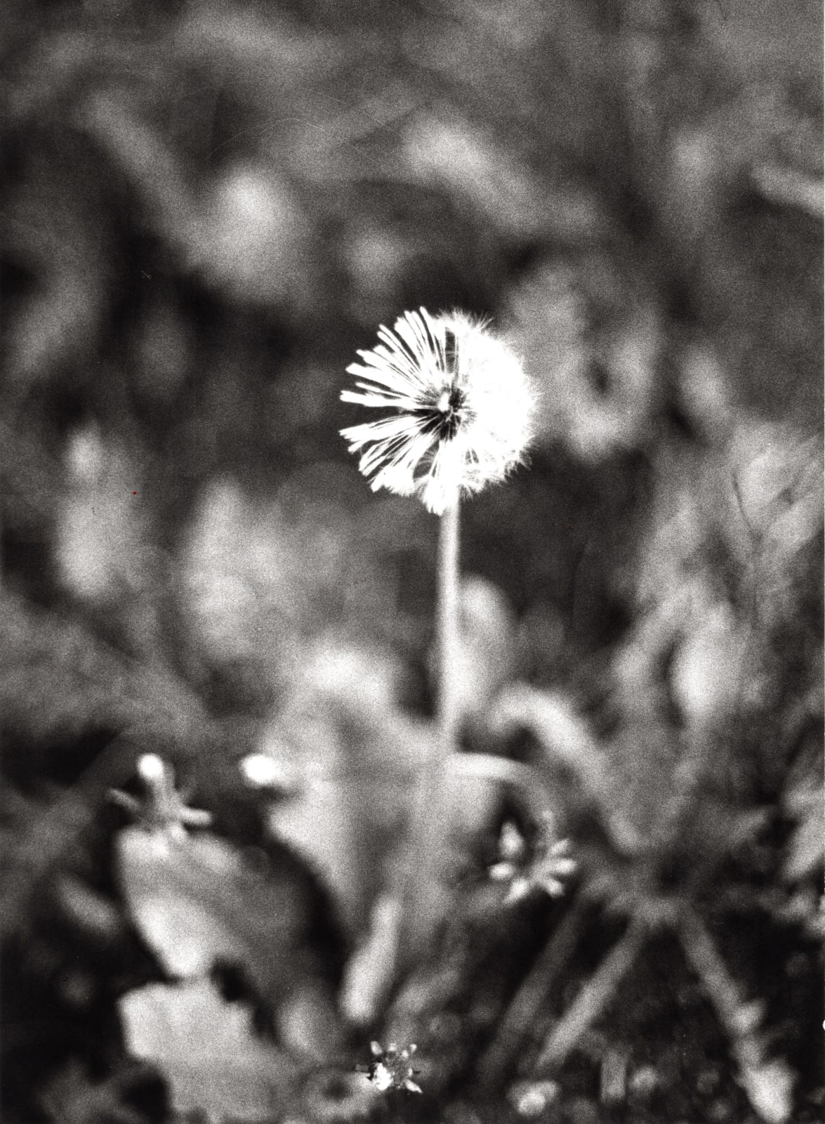 Jochen Lempert, Dandelion, half-dry II, 2022