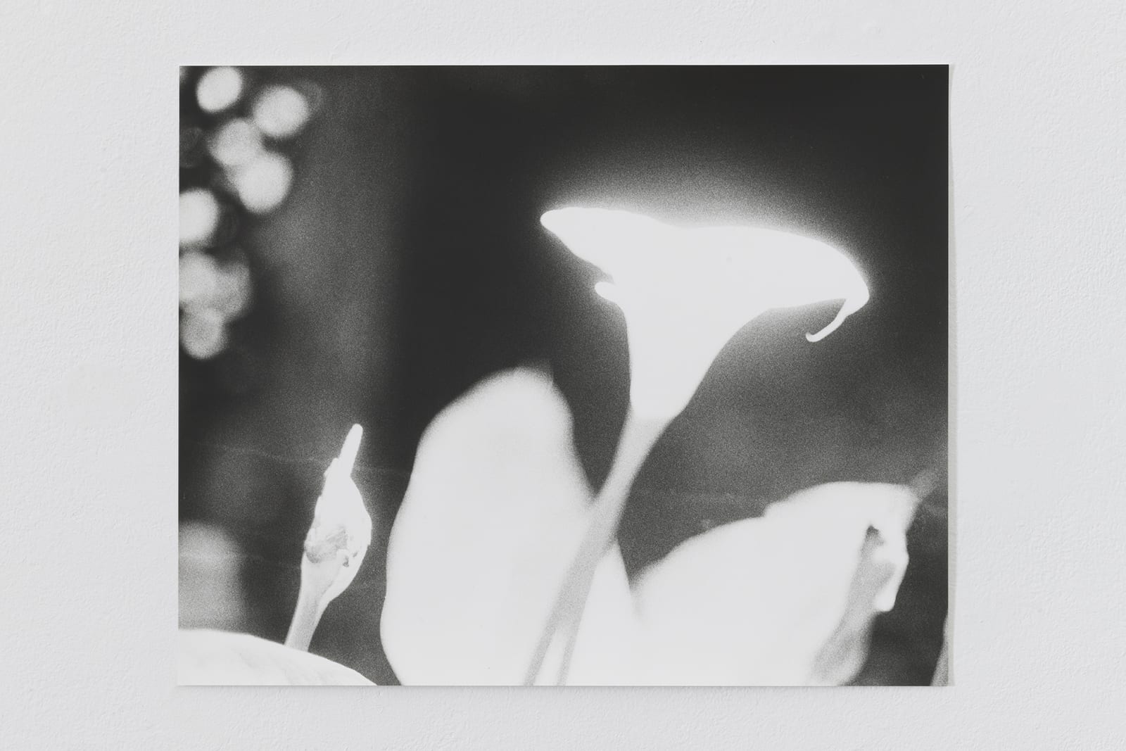 JOCHEN LEMPERT, Calla - Leucten, 2023