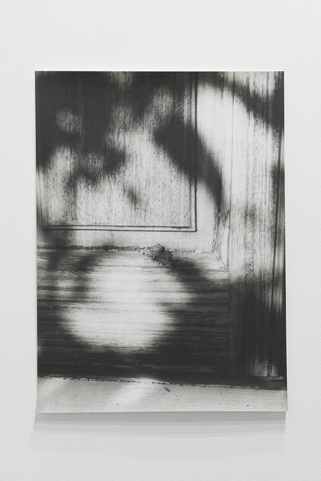 Jochen Lempert, Untitled (Polygonia c-album), 2019