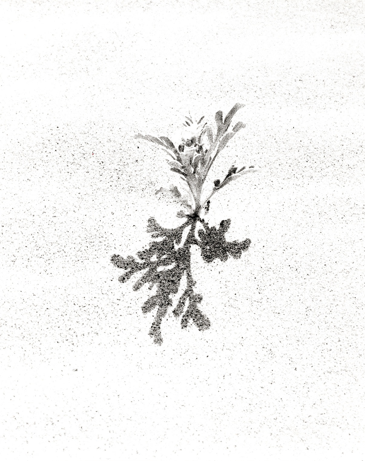 JOCHEN LEMPERT, Cakile (Sea rocket), 2021