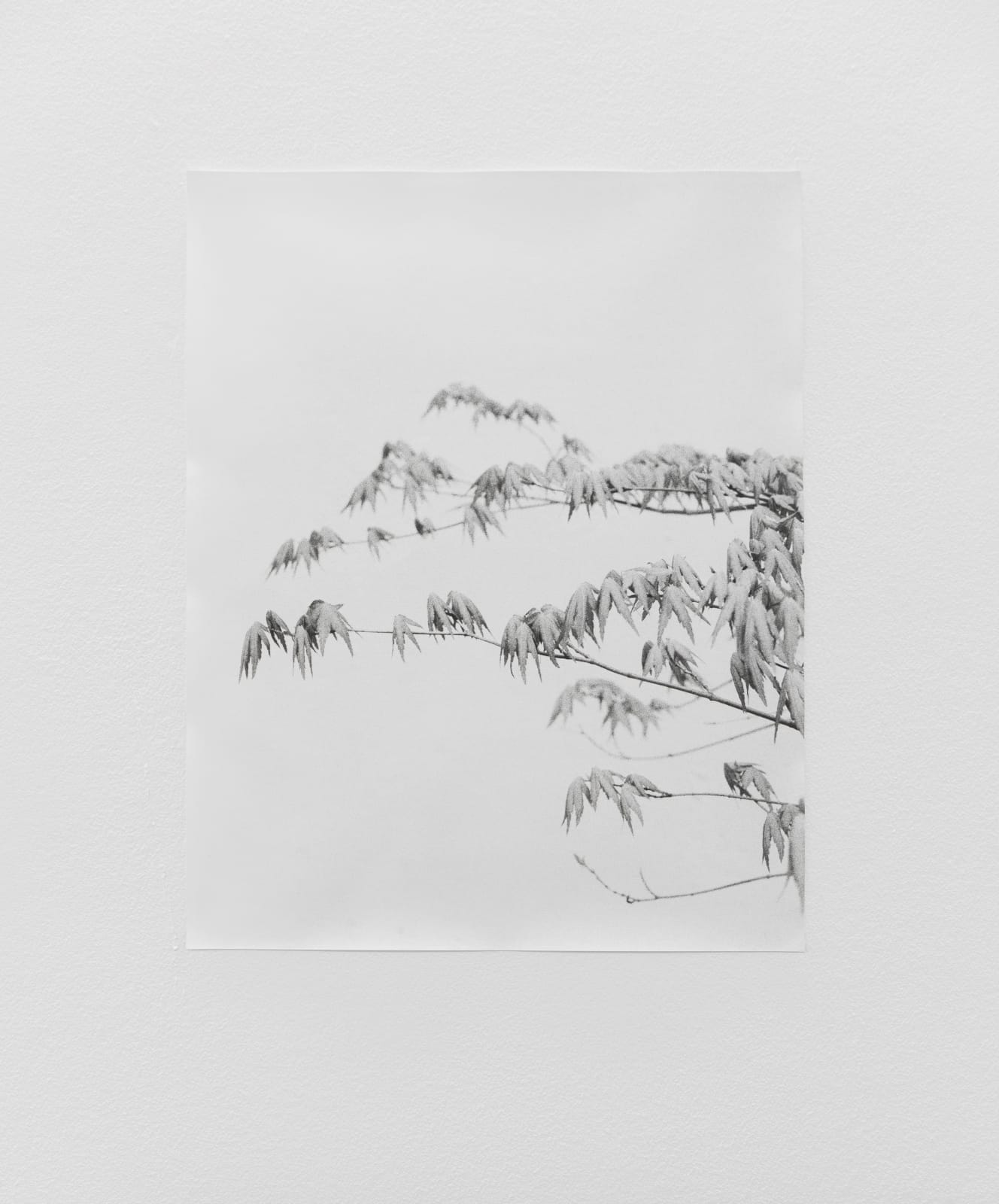 Jochen Lempert, Ahornblätter, 2022