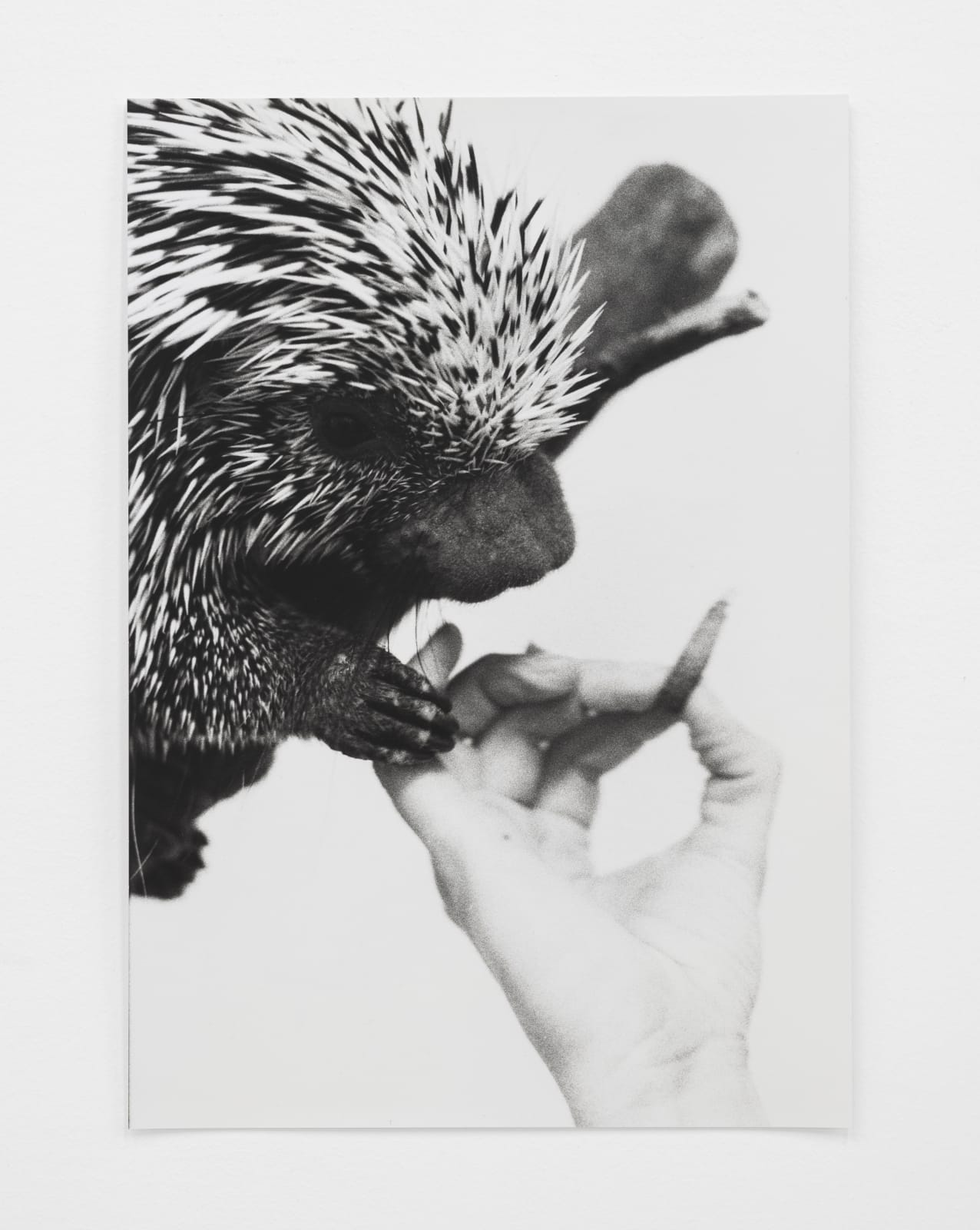 Jochen Lempert, Greifstachler, 2023