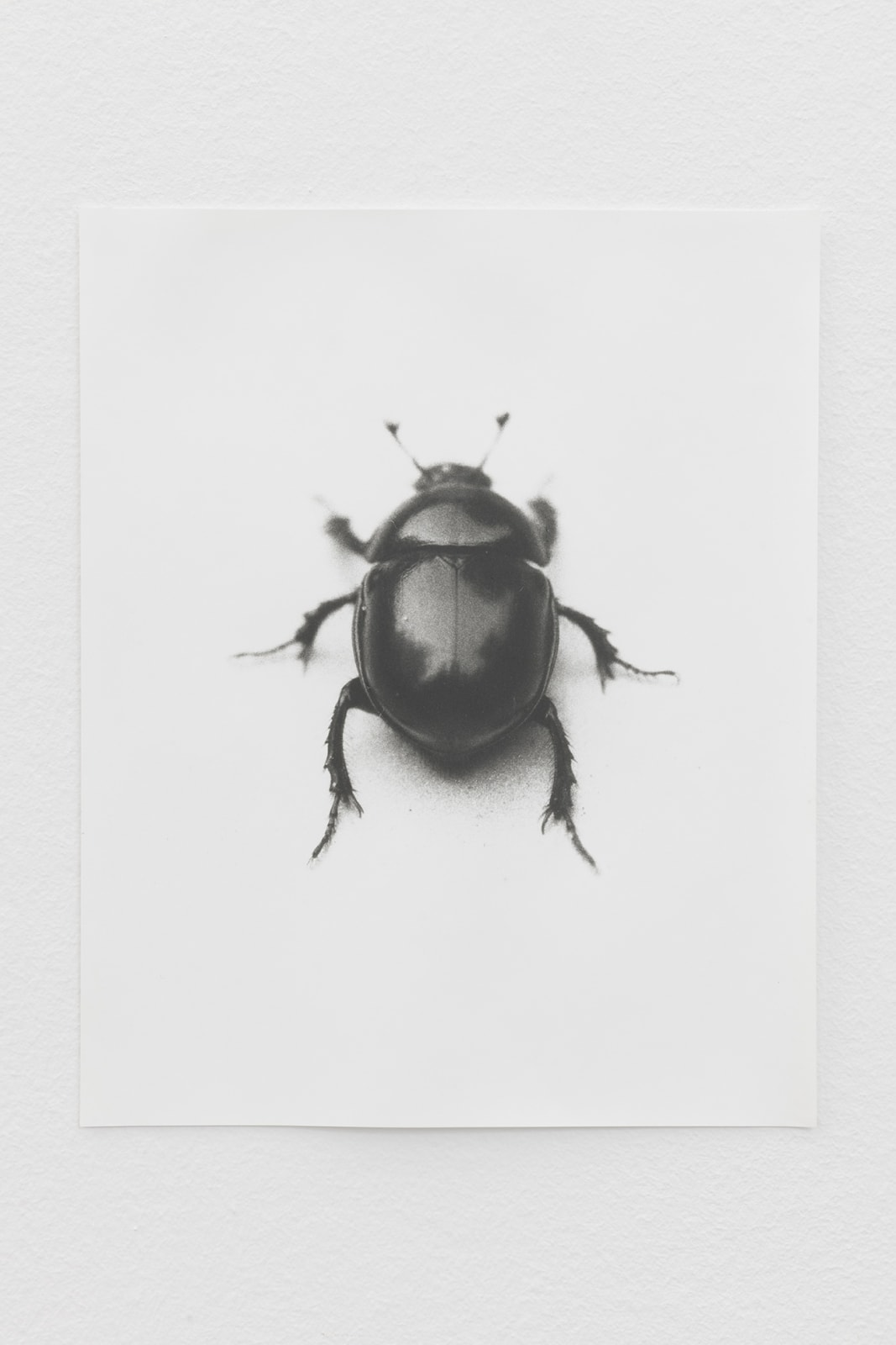 Jochen Lempert, Geotrupes, 2021