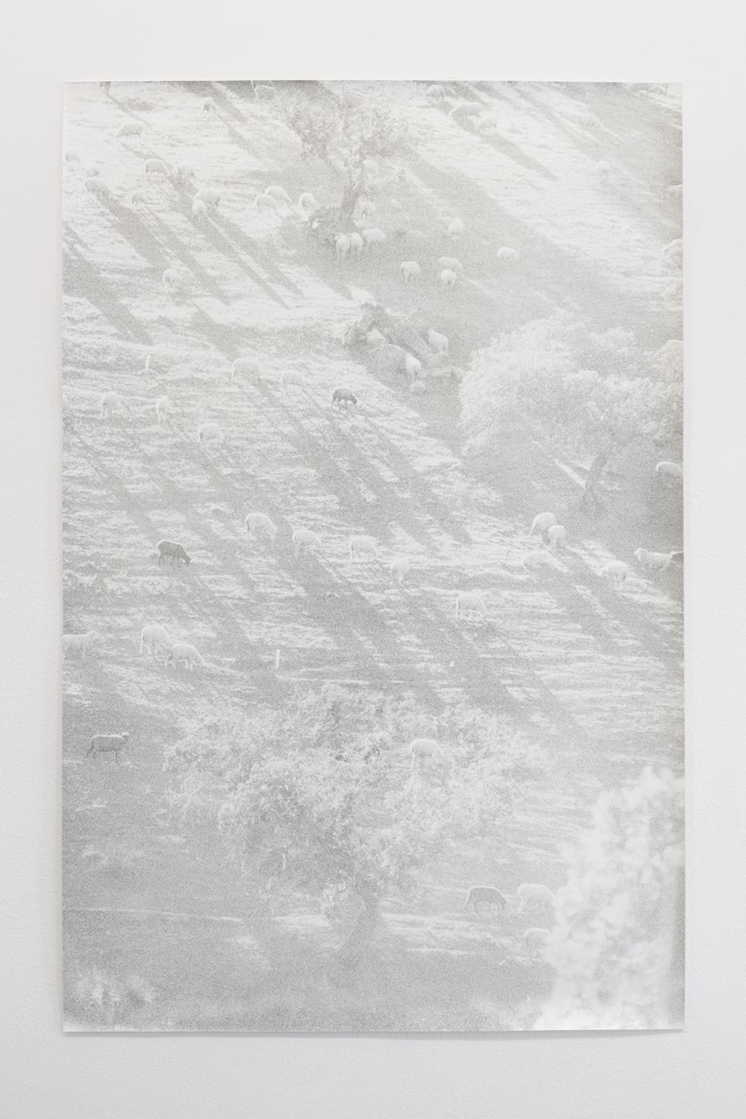 Jochen Lempert, Untitled (Sheeps), 2021