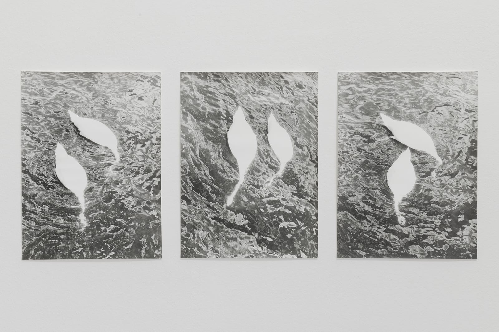 Jochen Lempert, Swans (Stockholm), 2019