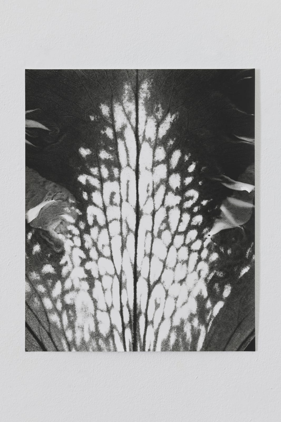 JOCHEN LEMPERT, Honeyguides (Rhododendron), 2022