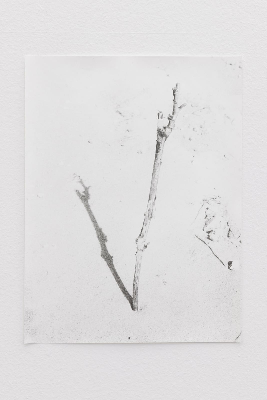 Jochen Lempert, Grafted vine, 2021