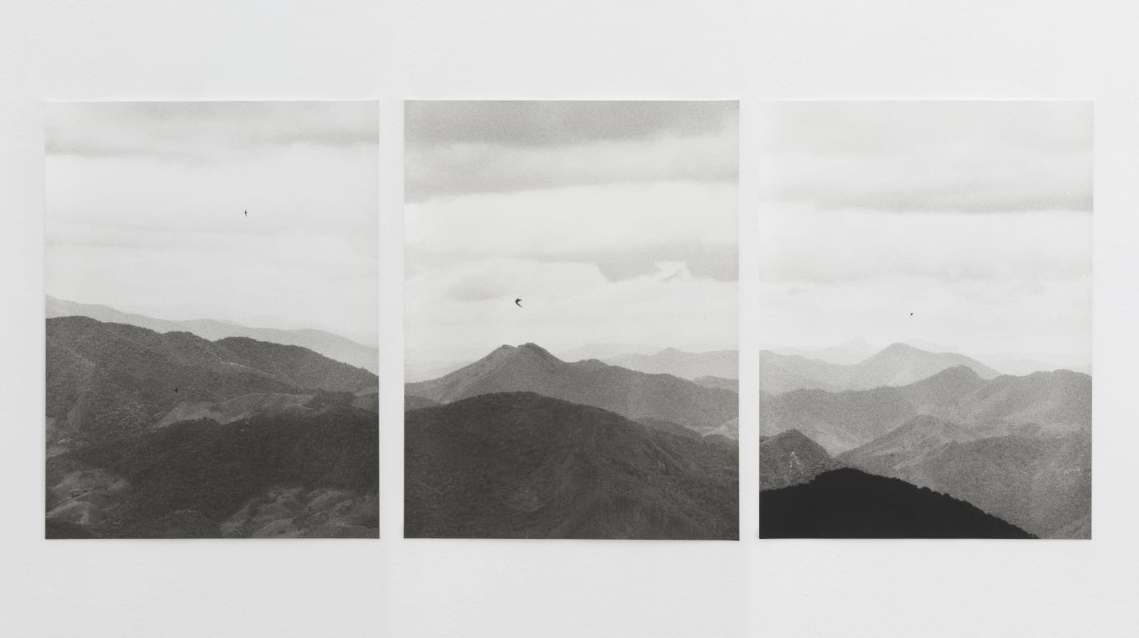 JOCHEN LEMPERT, Halsbandsegler (Brasilien), 2020