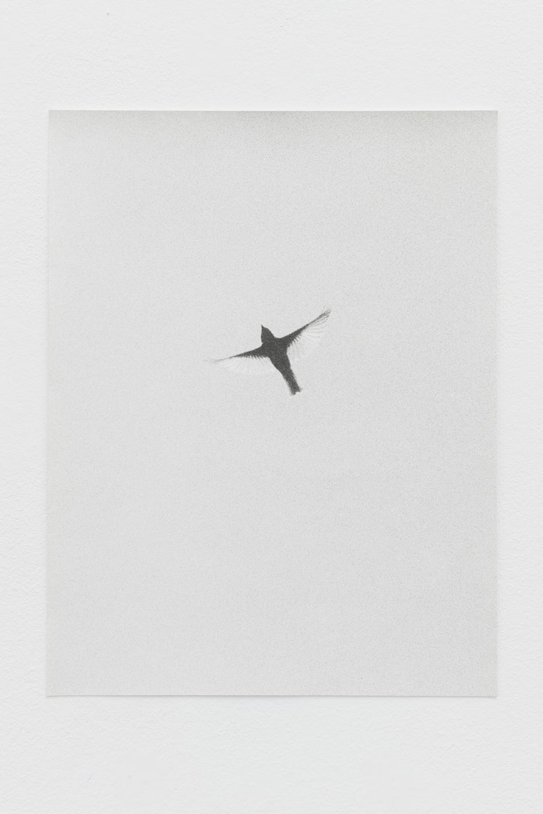 Jochen Lempert, Muscicapa II, 2019-2021