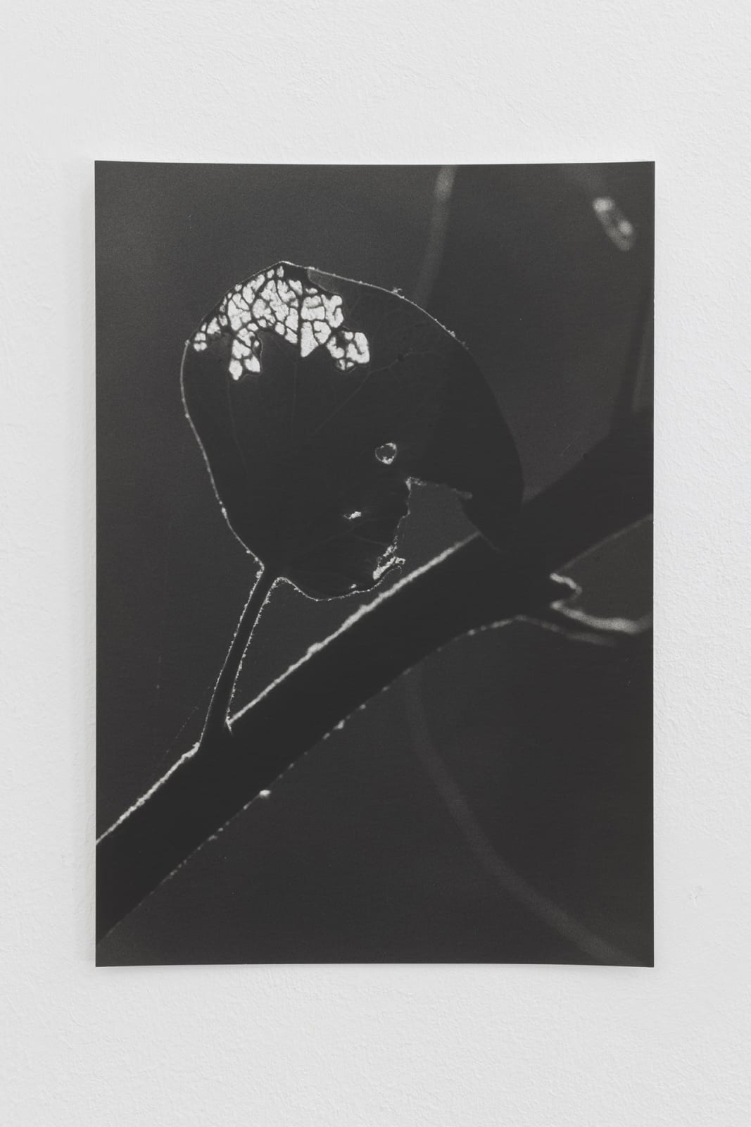JOCHEN LEMPERT, Efeublatt (Fraßspuren) II, 2023