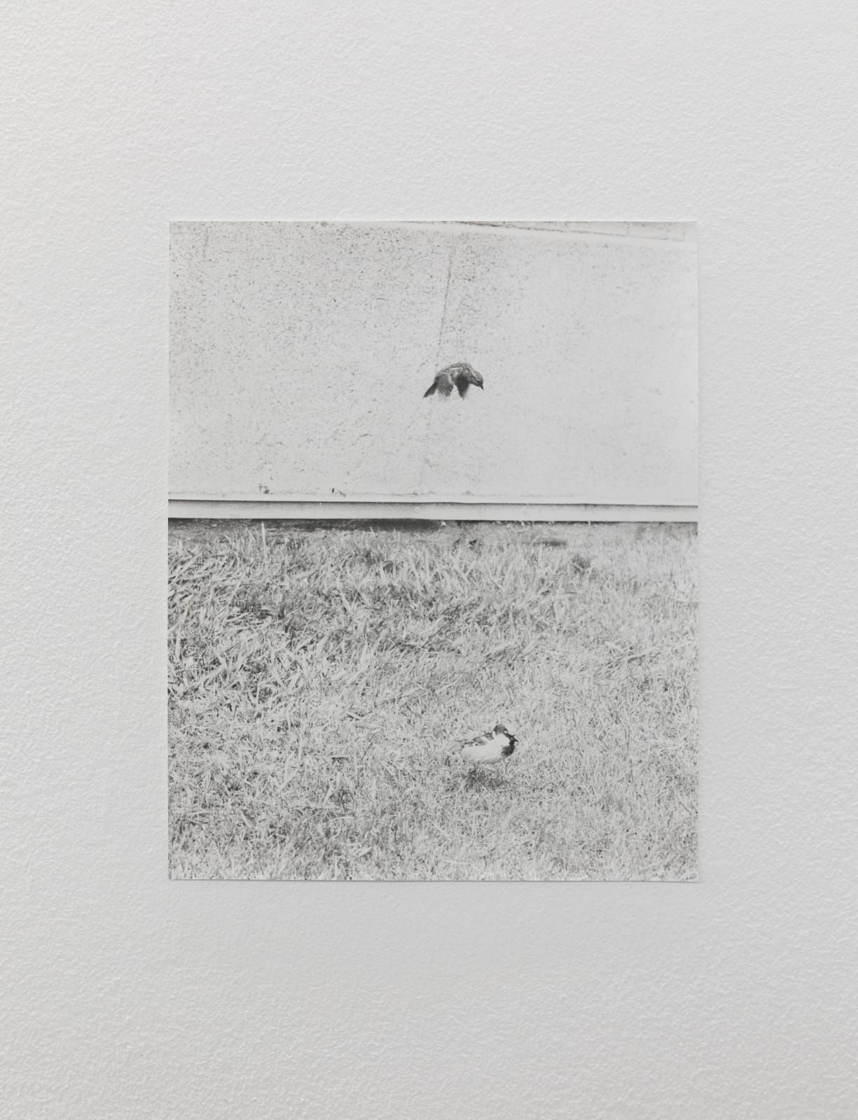 Jochen Lempert, Zwei Spatzen, 2022