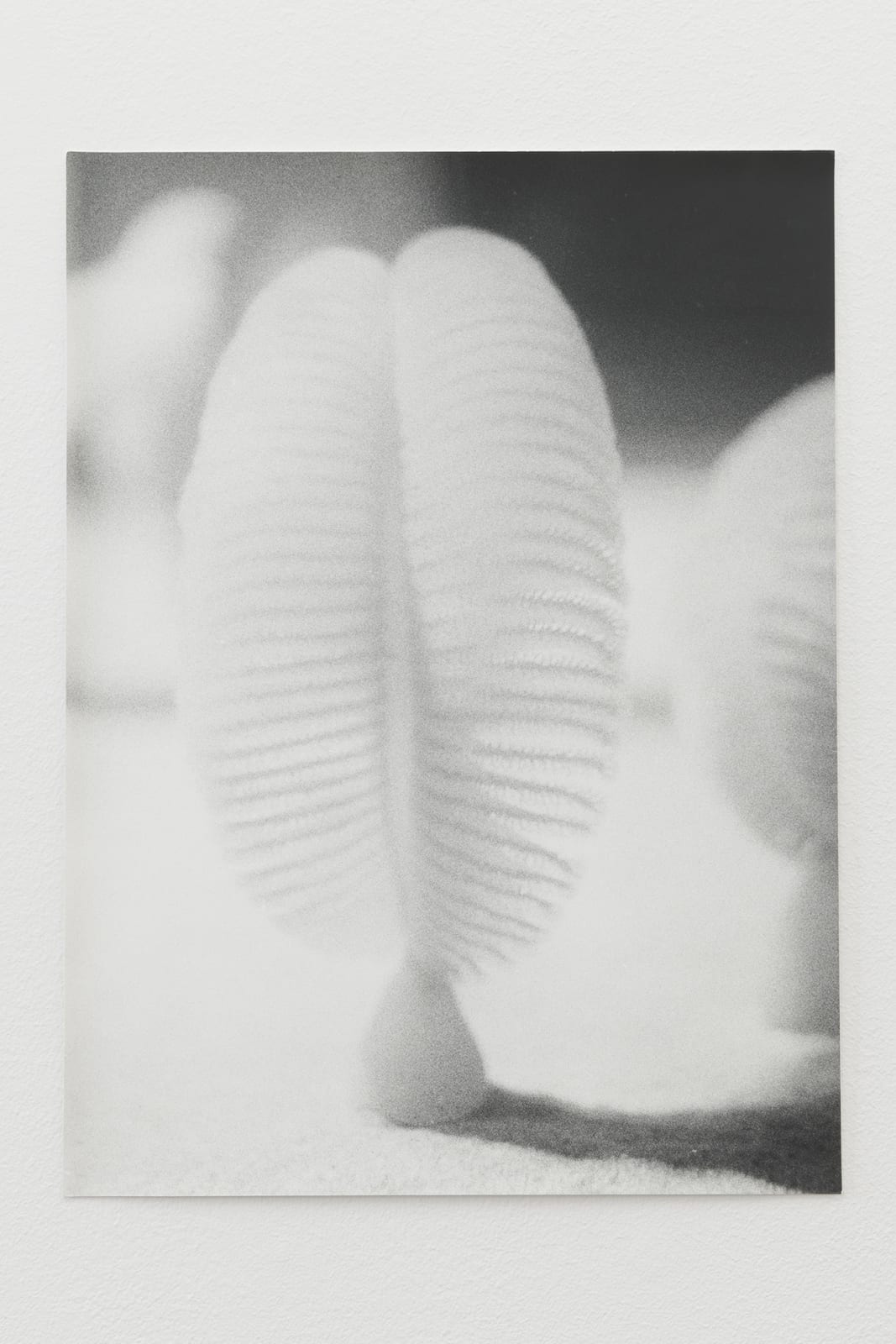 Jochen Lempert, Seefeder, 2019