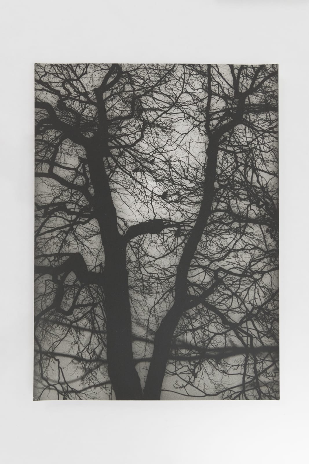 Jochen Lempert, Visible Light II (vitrine), 2021