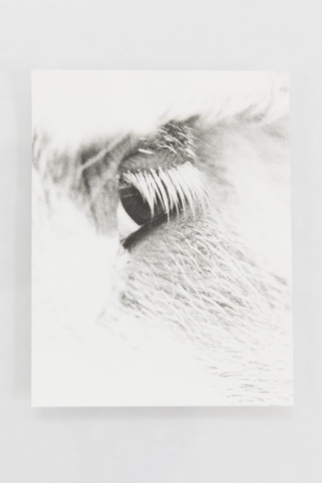Jochen Lempert, Visible Light (vitrine), 2021