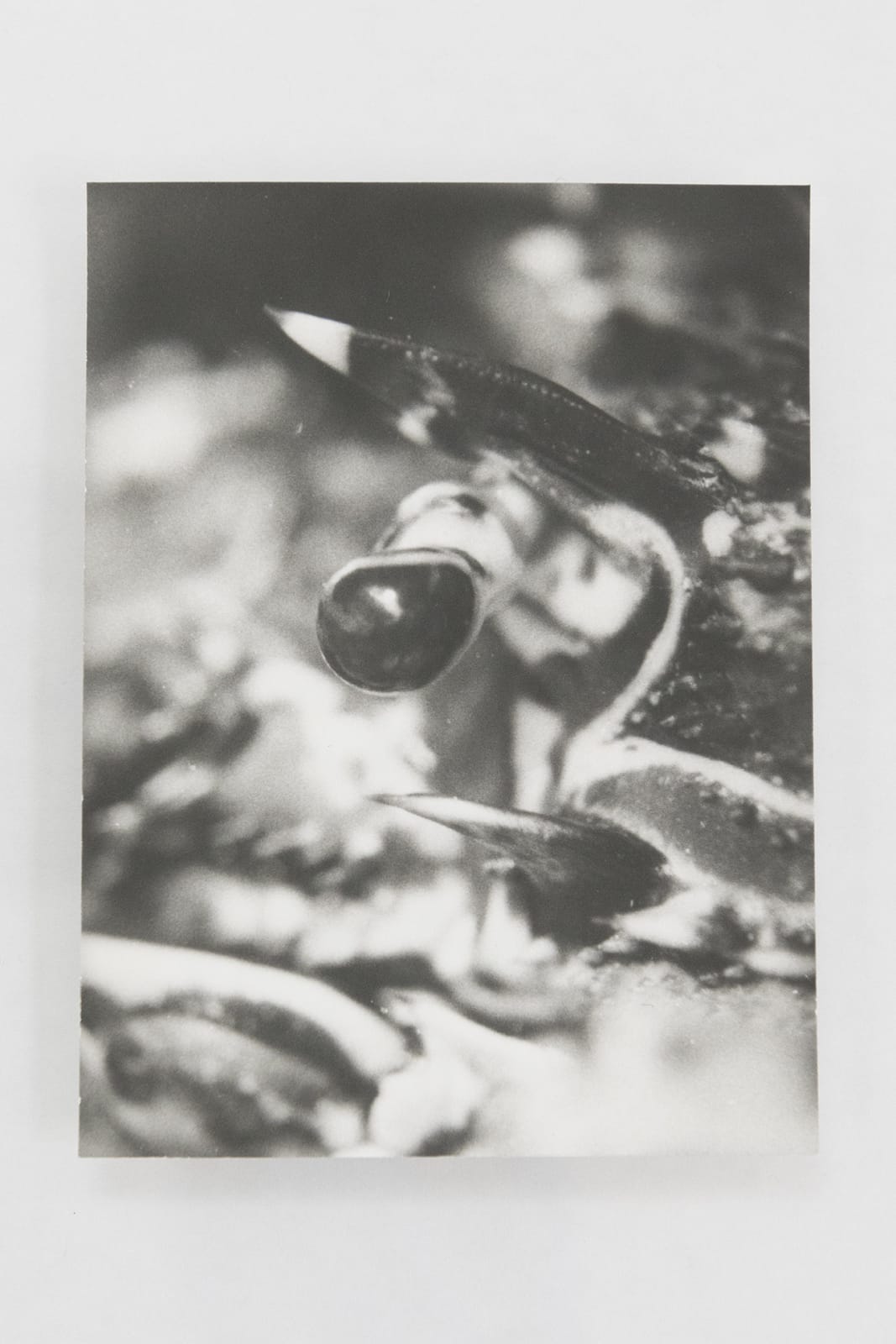 Jochen Lempert, Visible Light (vitrine), 2021