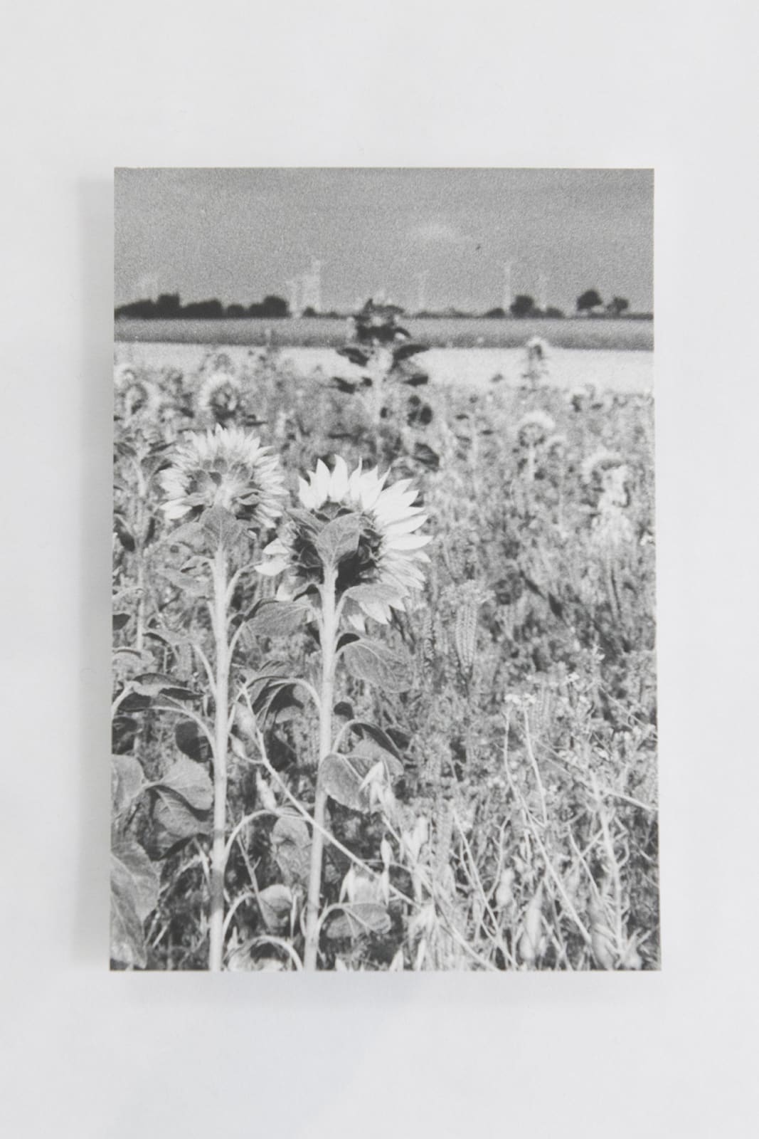 Jochen Lempert, Visible Light (vitrine), 2021