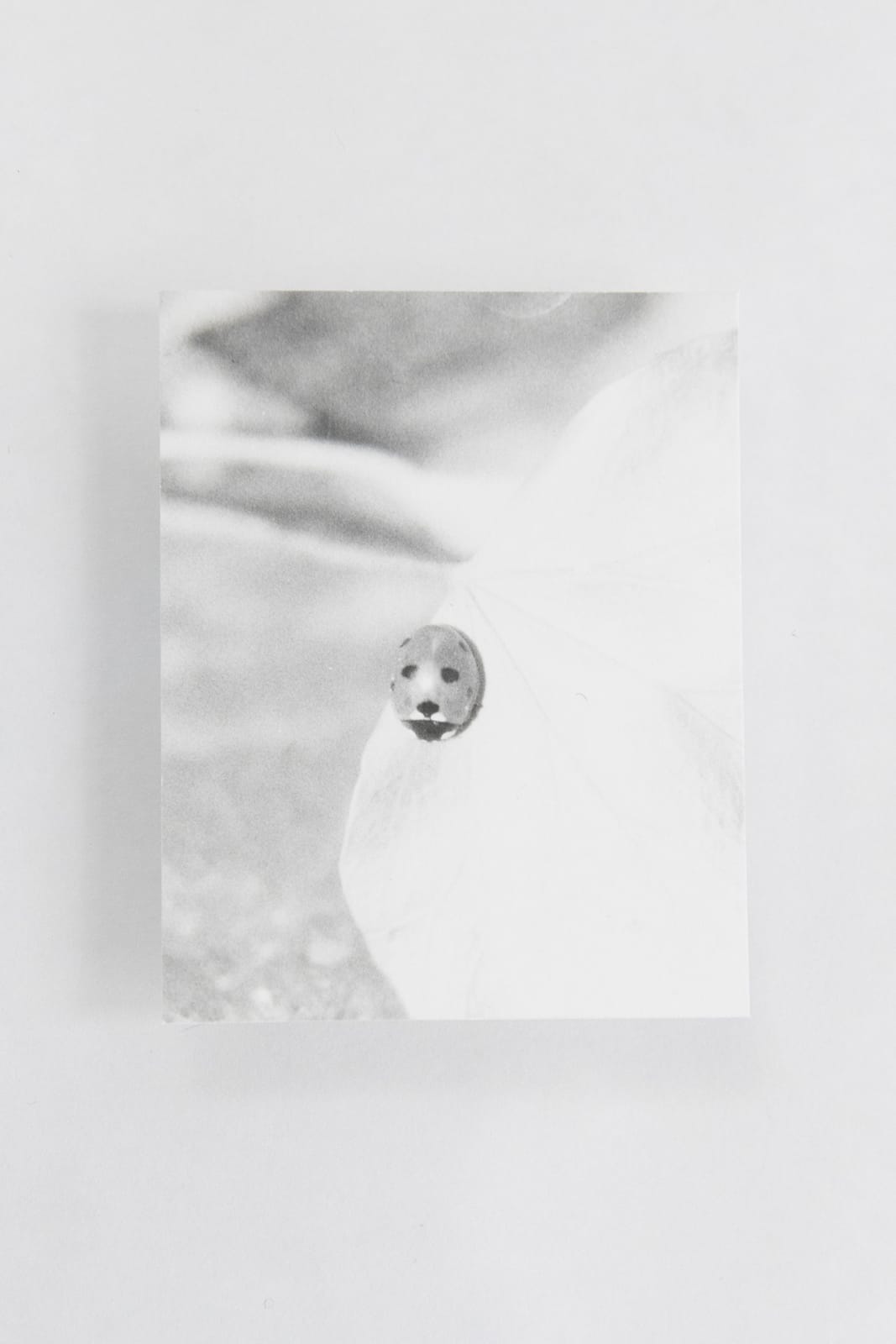 Jochen Lempert, Visible Light (vitrine), 2021