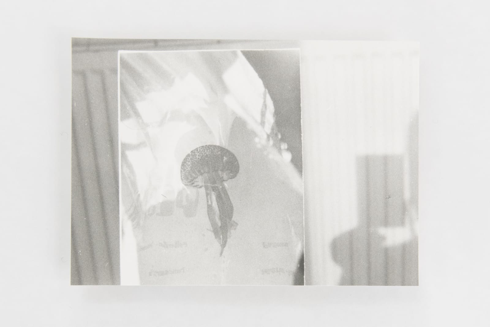 Jochen Lempert, Visible Light (vitrine), 2021