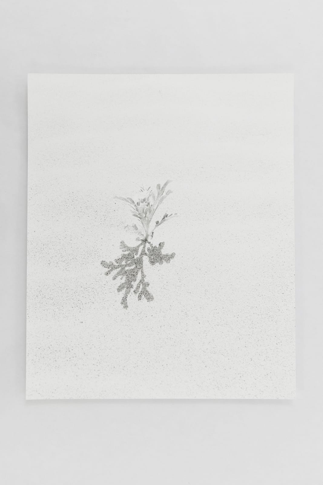 Jochen Lempert, Visible Light (vitrine), 2021