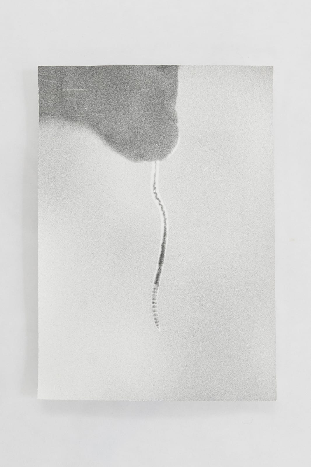 Jochen Lempert, Visible Light (vitrine), 2021