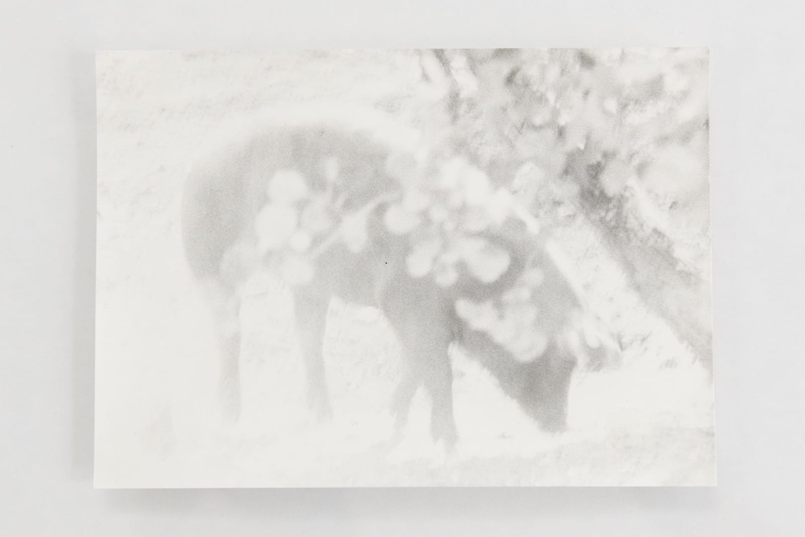 Jochen Lempert, Visible Light (vitrine), 2021
