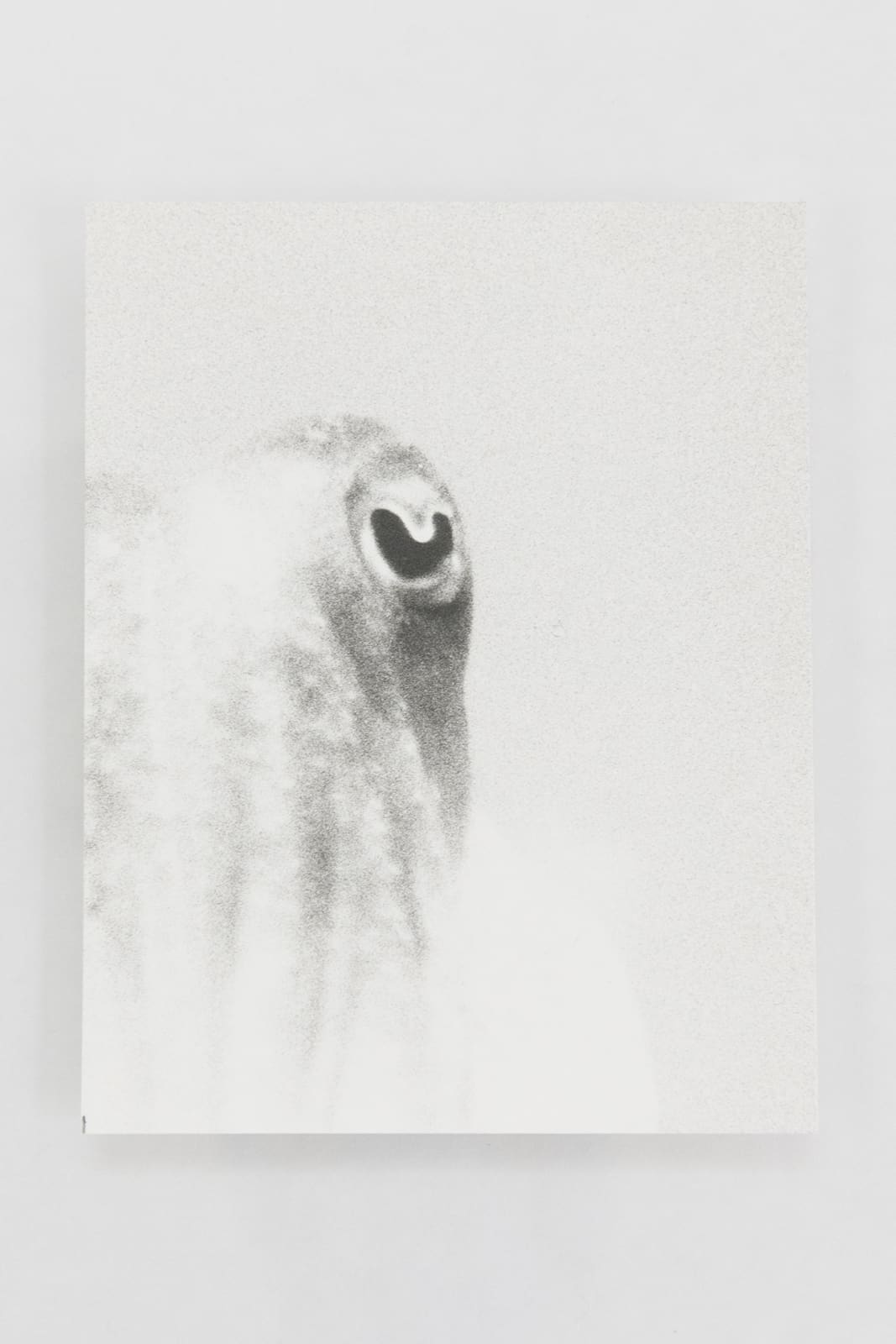 Jochen Lempert, Visible Light (vitrine), 2021