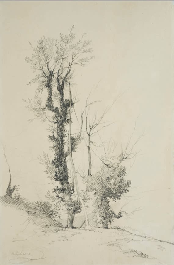 GIOVANNI BATTISTA CAMUCCINI, Studio di alberi, 1848