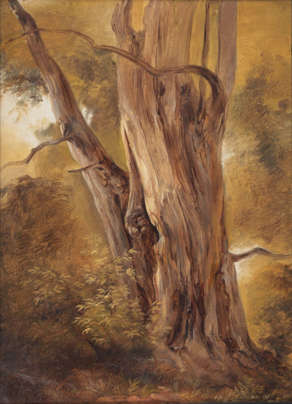GIOVANNI BATTISTA CAMUCCINI, Studio di albero, c. 1840