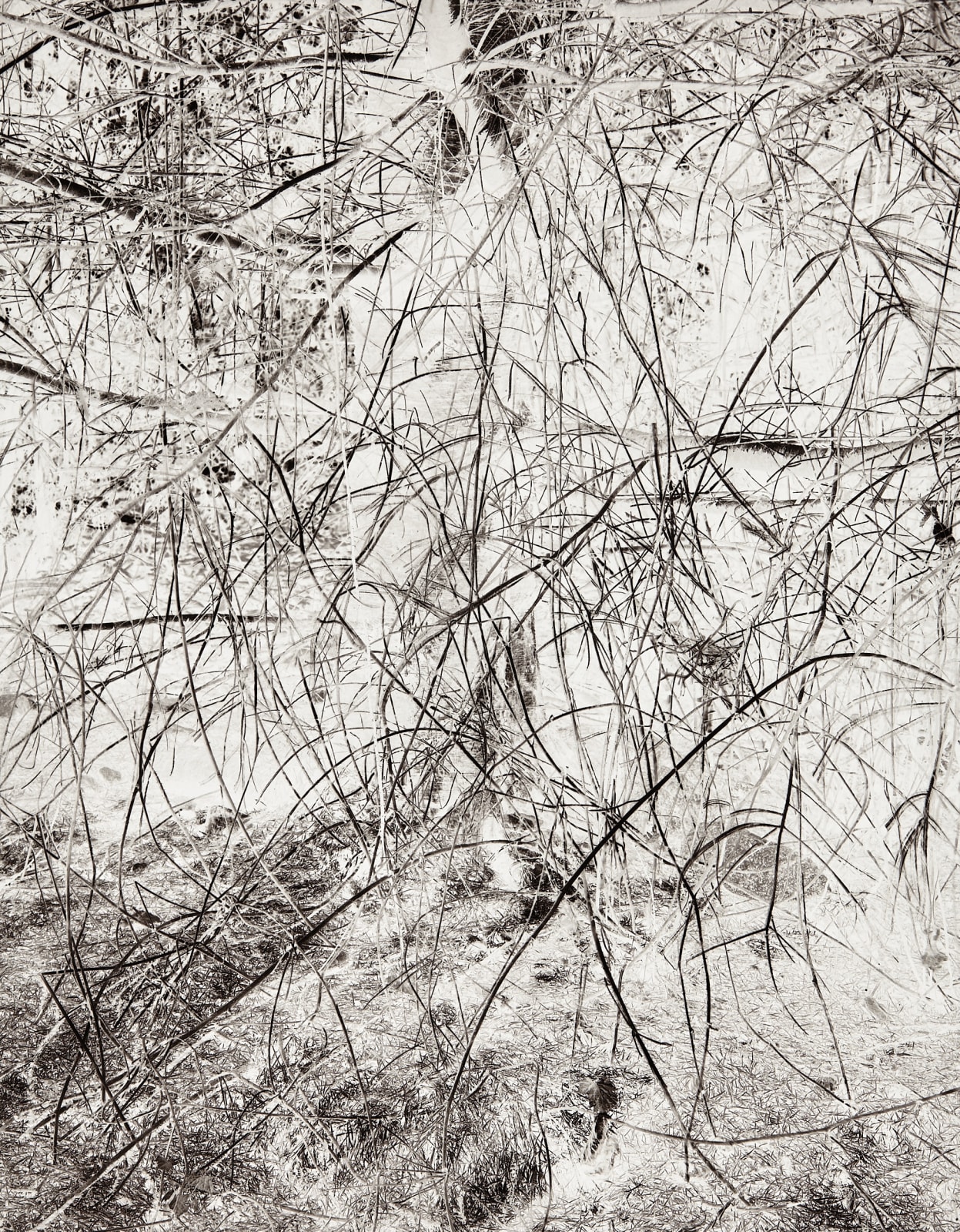 Michael Wesik, Blackberry Thicket, Composition No. 01, 2023