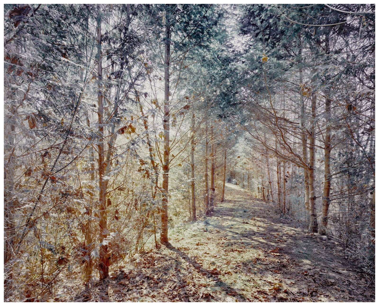 Michael Wesik, Logging Road, Composition No. 02, 2022