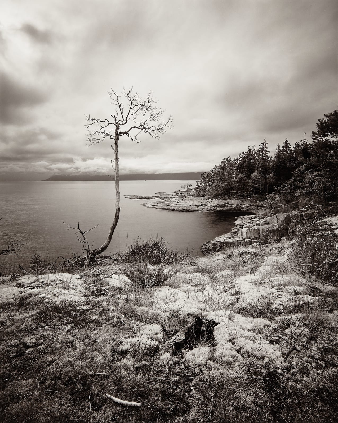 Michael Wesik, The Lollipop Tree, Composition No. 01, 2023