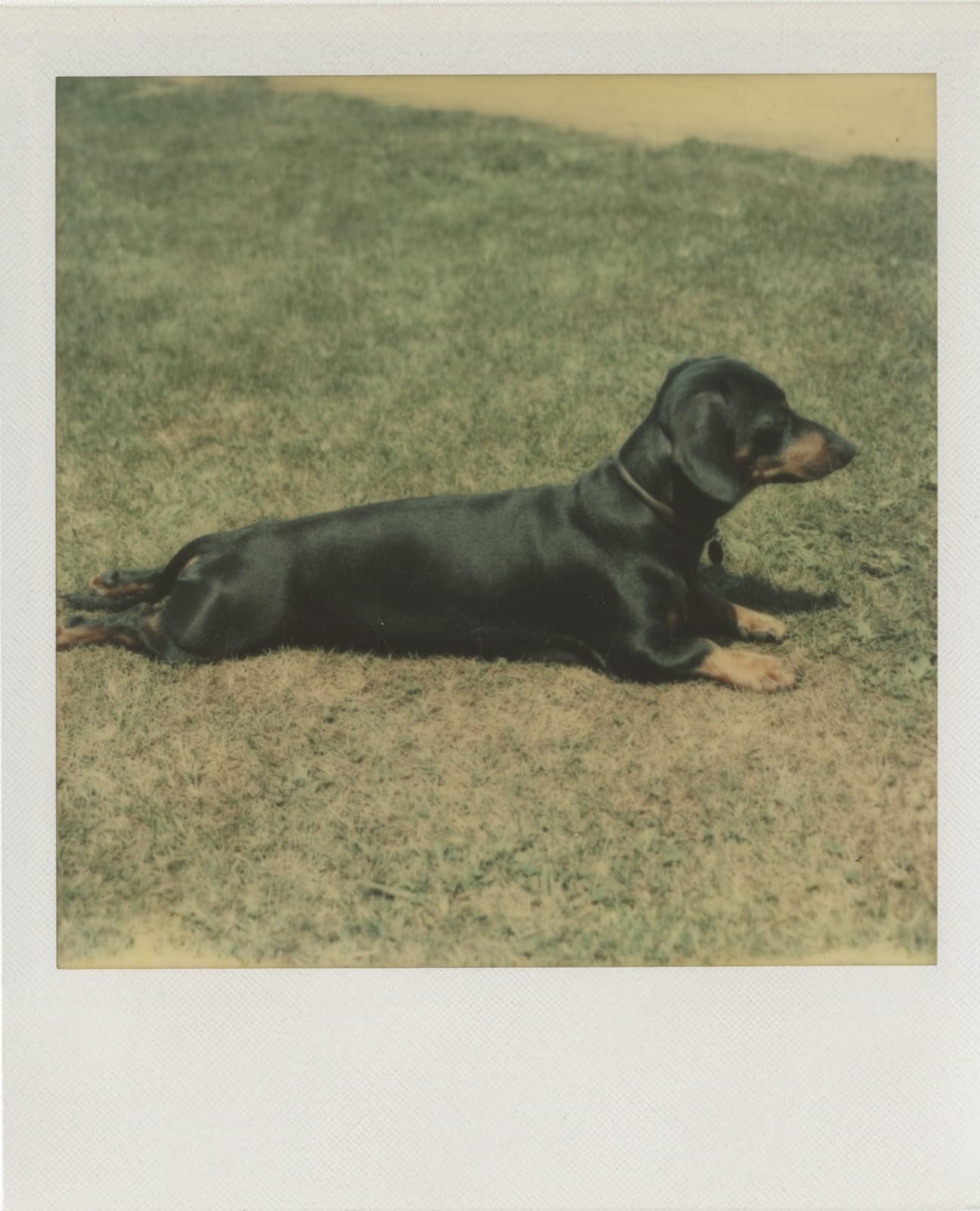 Andy Warhol, Archie on the grass, 1973