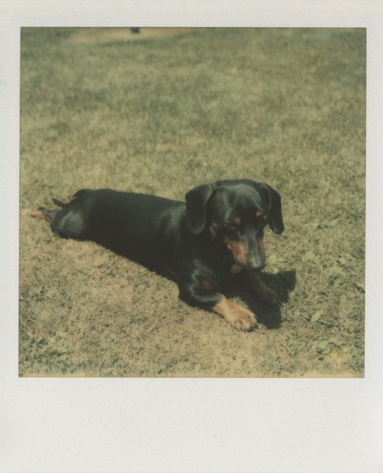 Andy Warhol, Archie on the grass, 1973