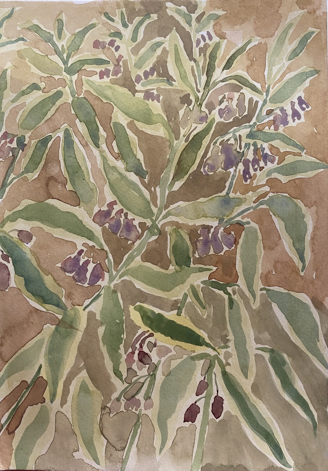 Beatrice Hasell-McCosh , Comfrey, 2023