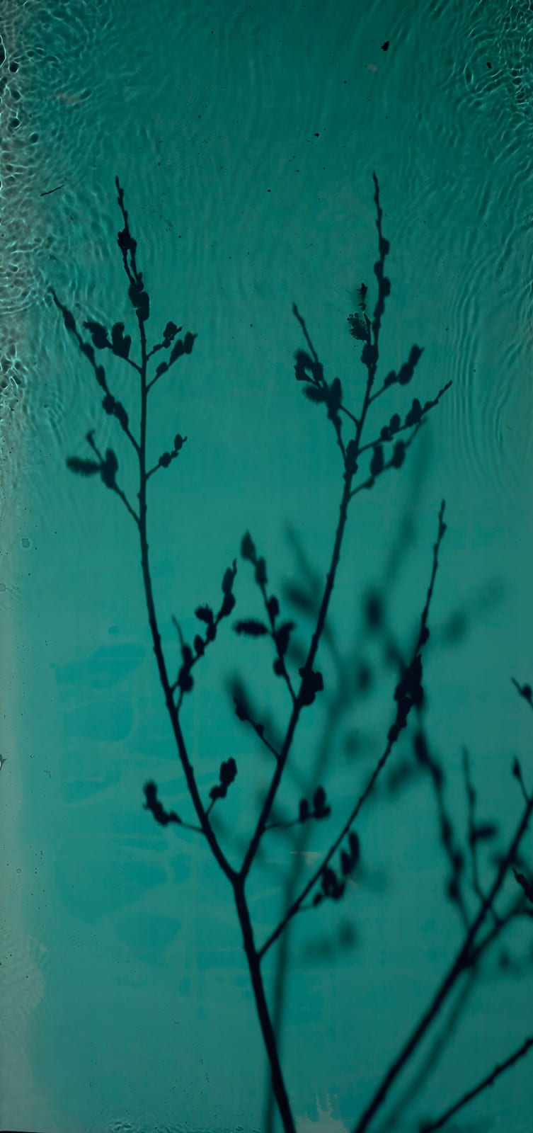 River Taw, Willow 3 , 1998 - 2020