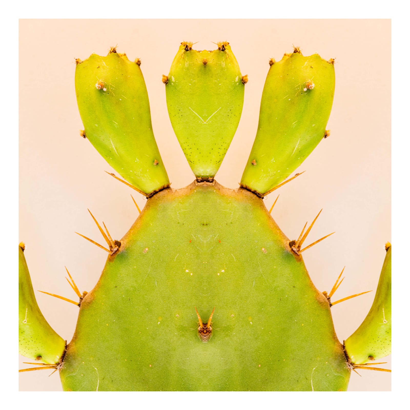 Cactaceae II, 2021