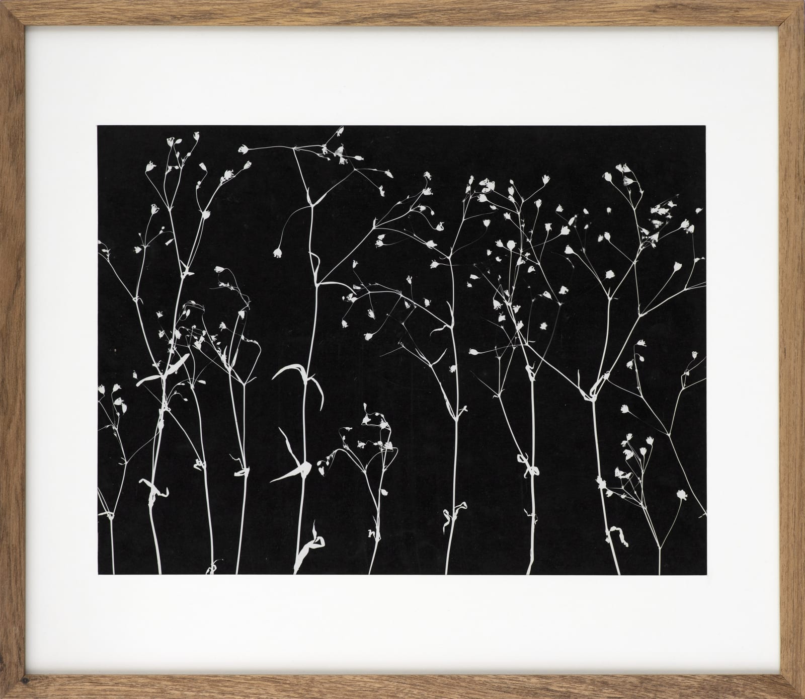 Rubens Teixeira Scavone, On black background, n.d.