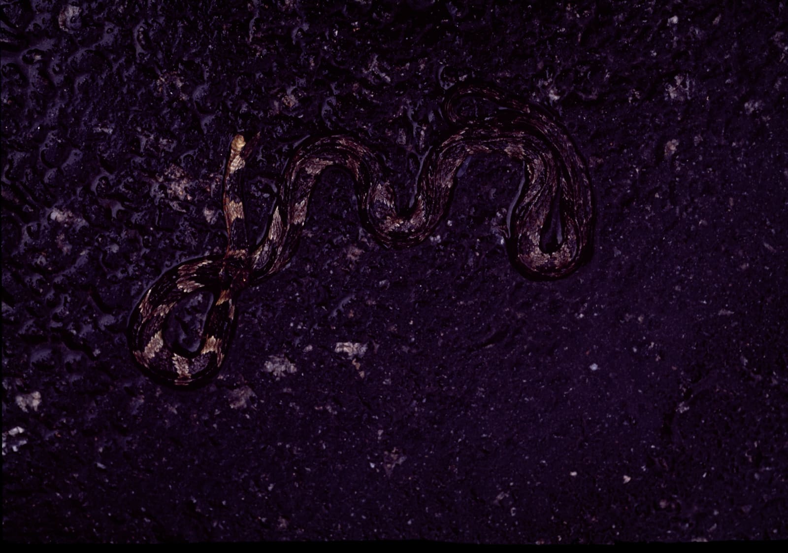 Miguel Rio Branco, Snake Black Snake, 1995