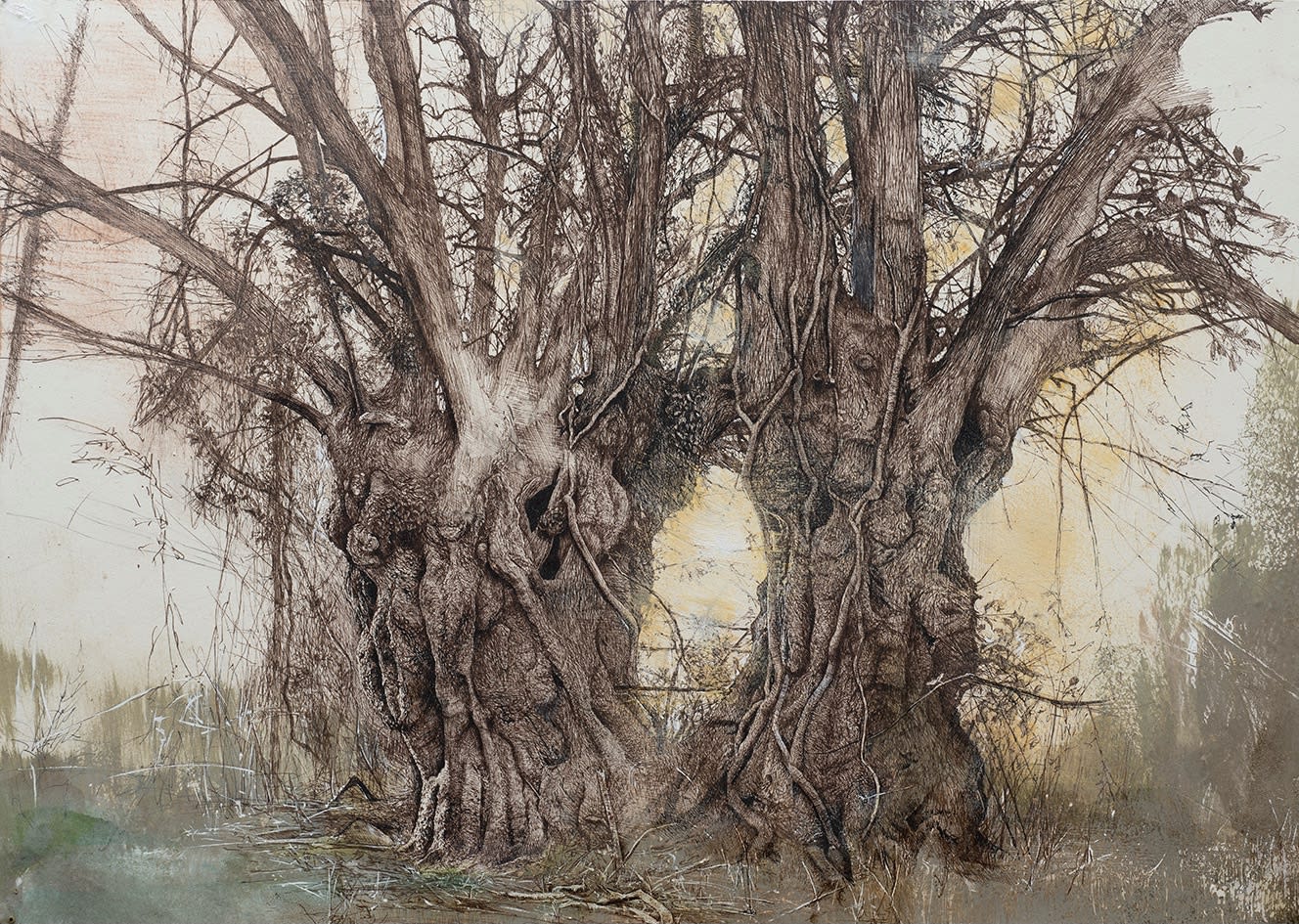 MARY ANNE AYTOUN-ELLIS, Small Leaved Lime