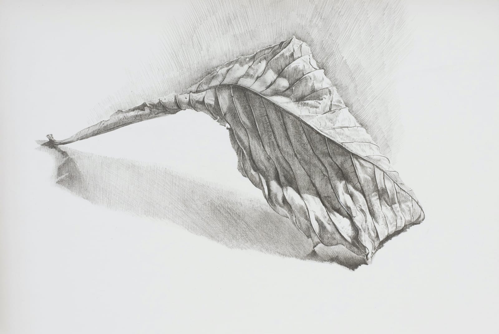 MARY ANNE AYTOUN-ELLIS, Leaf study I, 2017