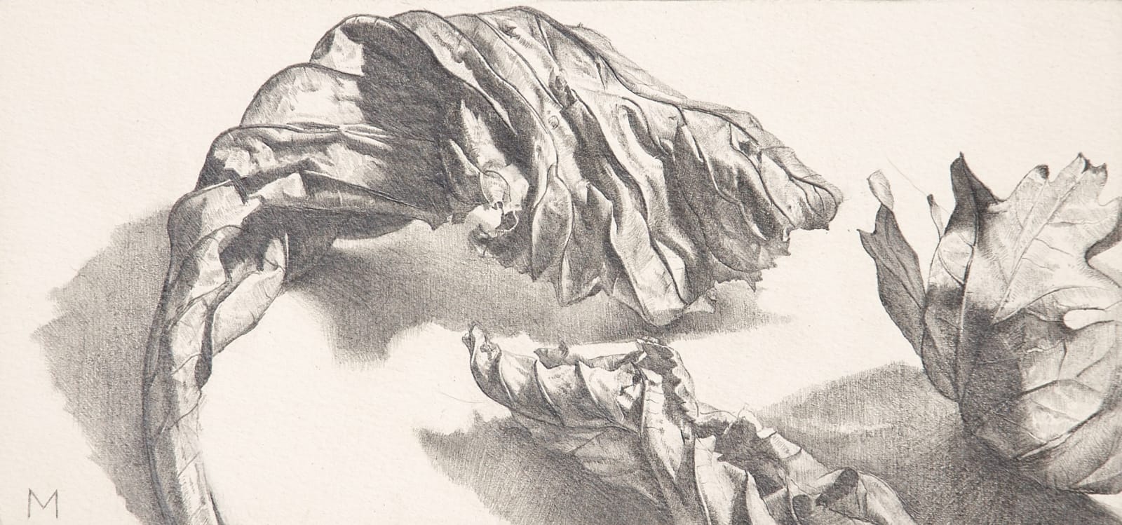 MARY ANNE AYTOUN-ELLIS, Leaf study VI
