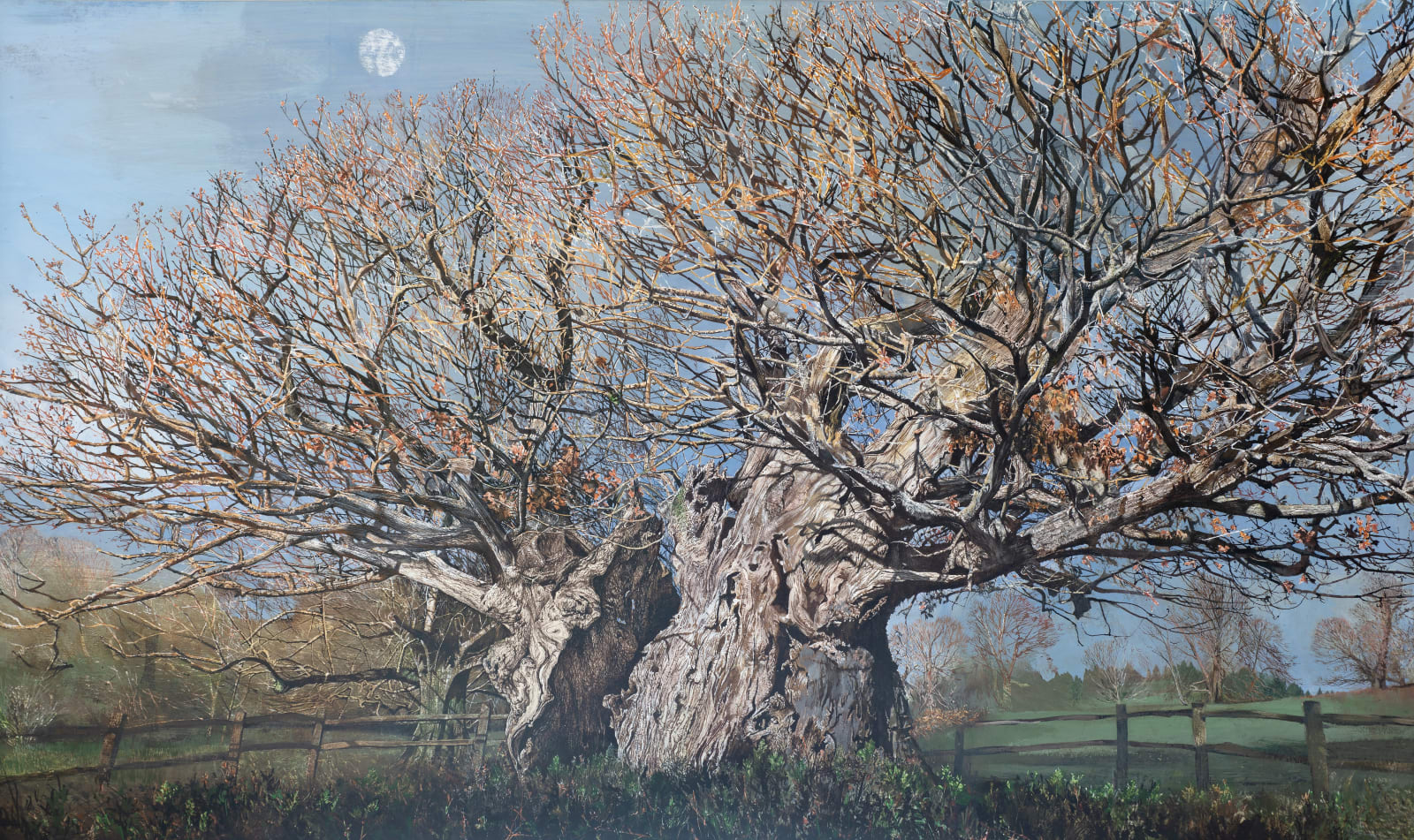 Cowdray Oak