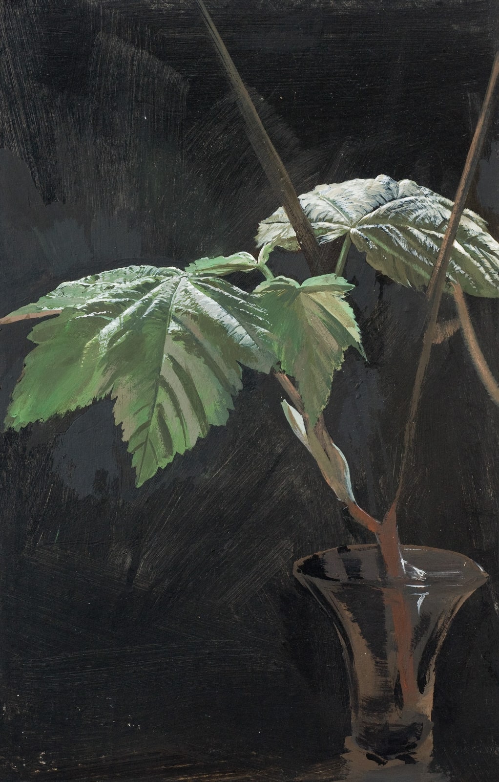 Sycamore Leaves