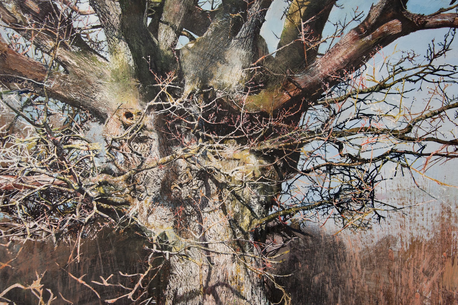 Hidden Oak