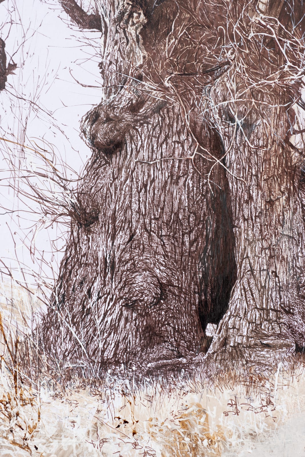 Preston Park English Elm