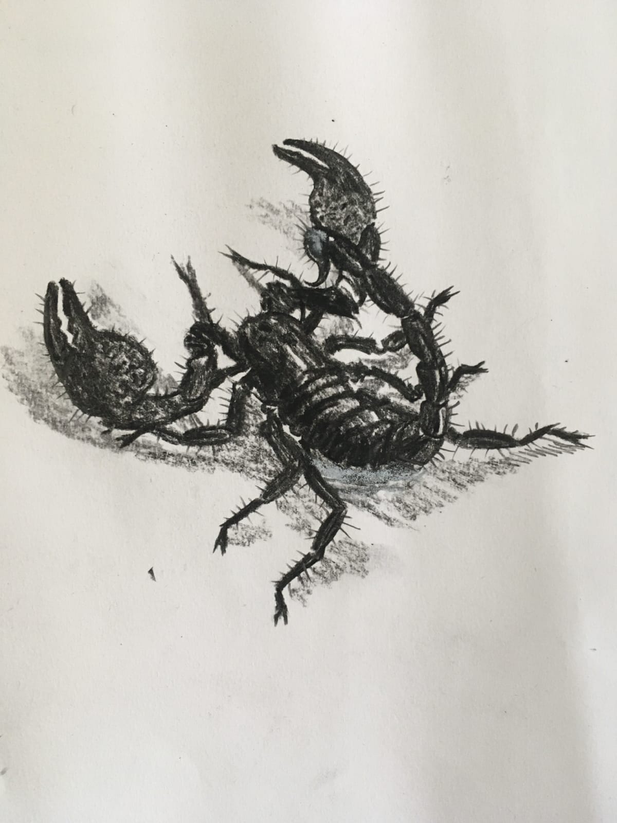 ‘Gonussa’ (Study of a scorpion)