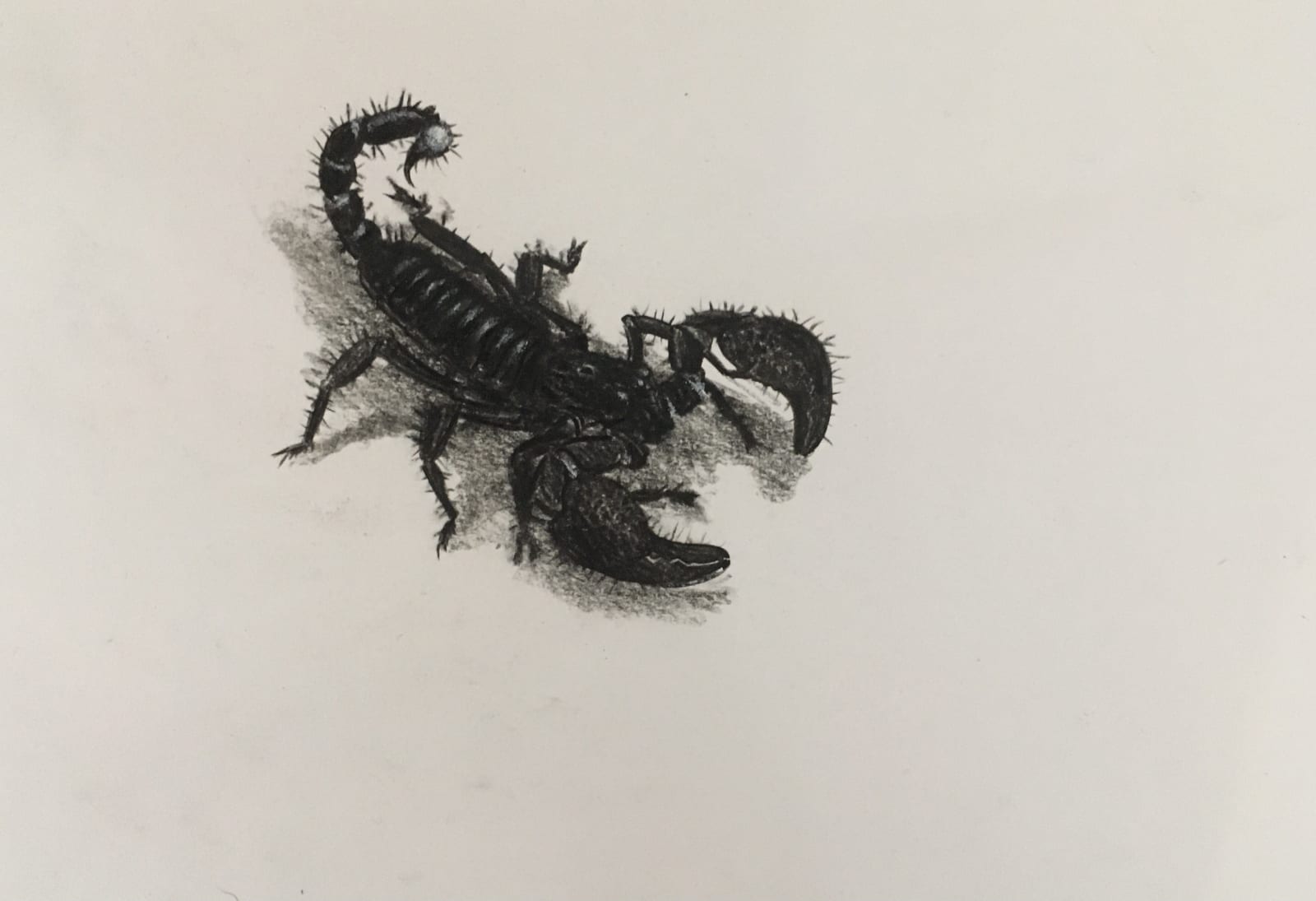‘Gonussa’ (study of a scorpion)